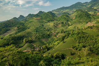 Die Landschaft von Sri Lanka.