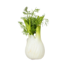 Fenchel