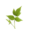 Himbeerblatt