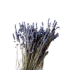 Lavendel