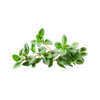 Thymian