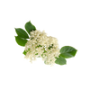 Holunderblüte